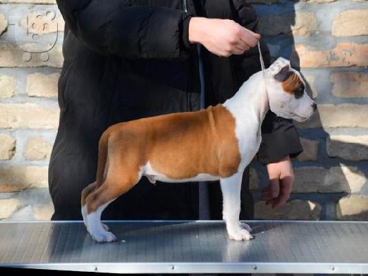 Κουτάβια American Staffordshire Terrier